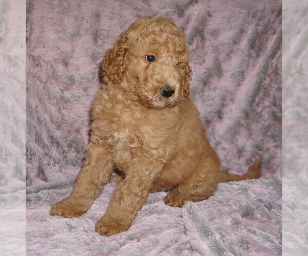 Medium Photo #6 Labradoodle mix (+ Poodle Standard) Puppy For Sale in LA HABRA, CA, USA