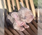 Small #15 French Bulldog