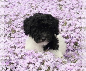 Poodle (Miniature) Puppy for sale in FREDERICKSBURG, OH, USA