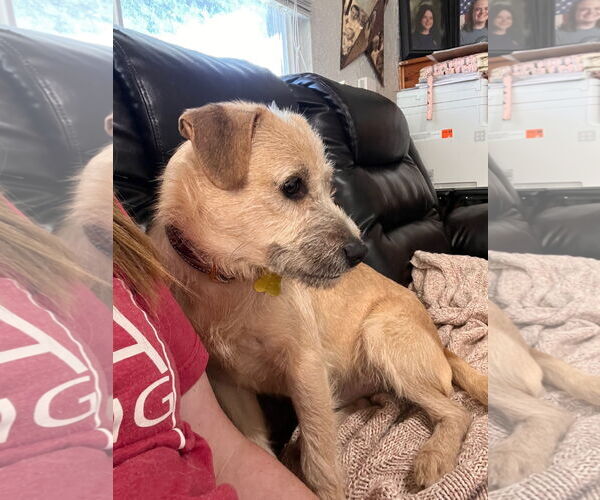 Medium Photo #5 Mutt Puppy For Sale in Sandy, UT, USA