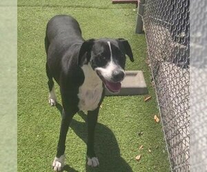 Great Dane Dogs for adoption in Galveston, TX, USA