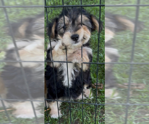Yo-Chon Puppy for sale in MOUNT PLEASANT, MI, USA