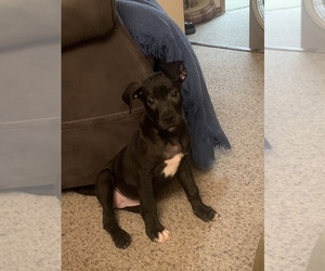 American Pit Bull Terrier-German Shepherd Dog Mix Puppy for sale in OMAHA, NE, USA