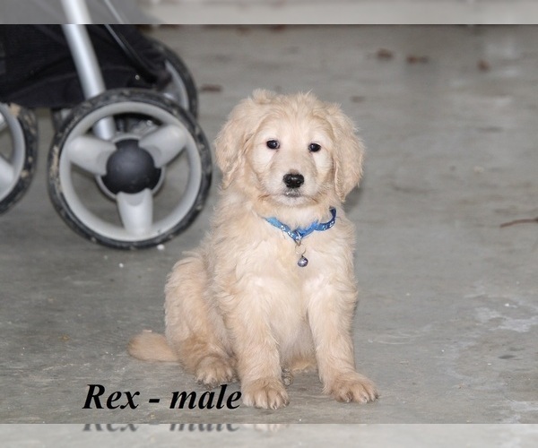 Medium Photo #3 Goldendoodle Puppy For Sale in CLARKRANGE, TN, USA