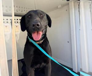 Labrador Retriever Dogs for adoption in Ogden, UT, USA