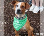 Small #6 Red Heeler Mix