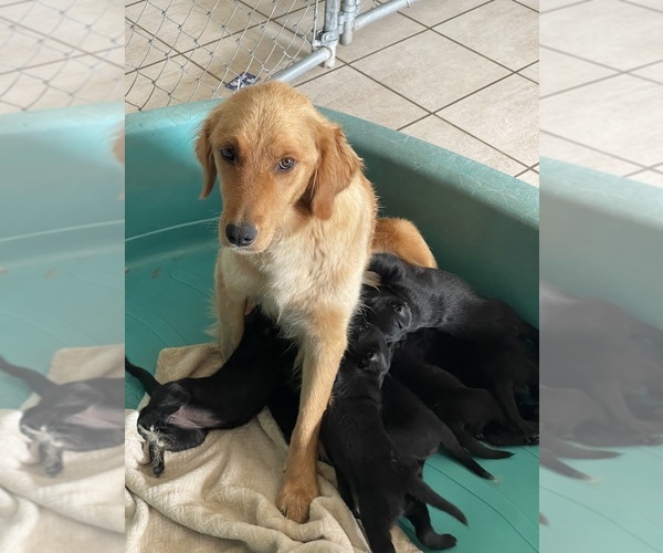 Medium Photo #14 Golden Retriever-Rottweiler Mix Puppy For Sale in MARION, KS, USA