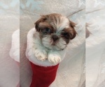 Small Photo #9 Shih Tzu Puppy For Sale in ALLENSVILLE, KY, USA