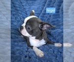 Small #4 Boston Terrier