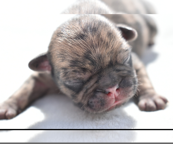 Medium Photo #7 Pug Puppy For Sale in PALM COAST, FL, USA