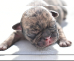 Small #6 Pug