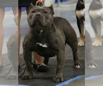 Small Photo #1 American Bully Puppy For Sale in PORTAGE, IN, USA
