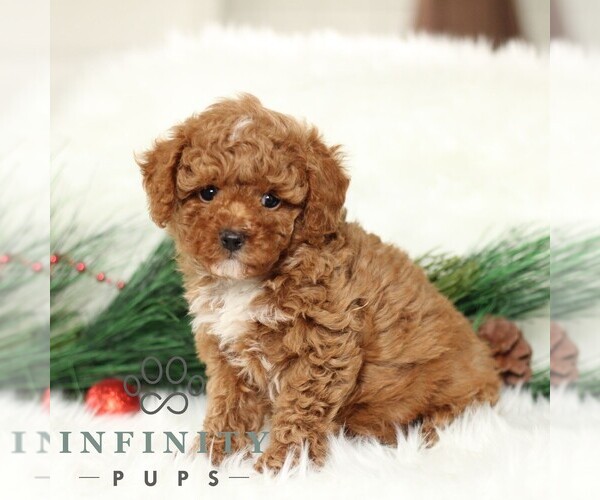 Medium Photo #3 Poodle (Toy) Puppy For Sale in CHRISTIANA, PA, USA