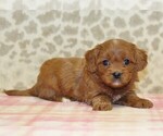Small #1 Cavapoo
