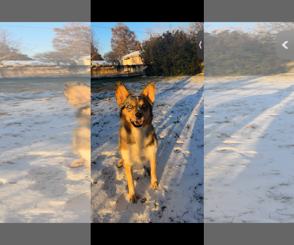 Medium Photo #2 Australian Shepherd Puppy For Sale in Dallas, TX, USA