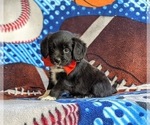 Small Photo #2 Cocker Spaniel-Unknown Mix Puppy For Sale in CHRISTIANA, PA, USA