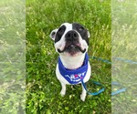 Small #18 American Pit Bull Terrier