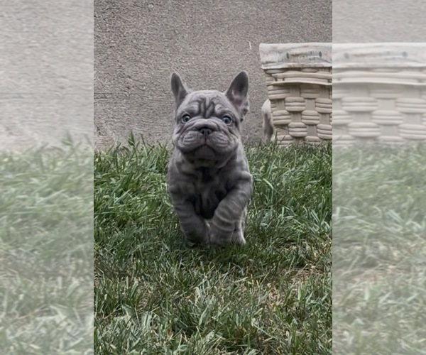 Medium Photo #7 French Bulldog Puppy For Sale in SUSSEX, WI, USA