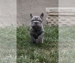 Small #6 French Bulldog
