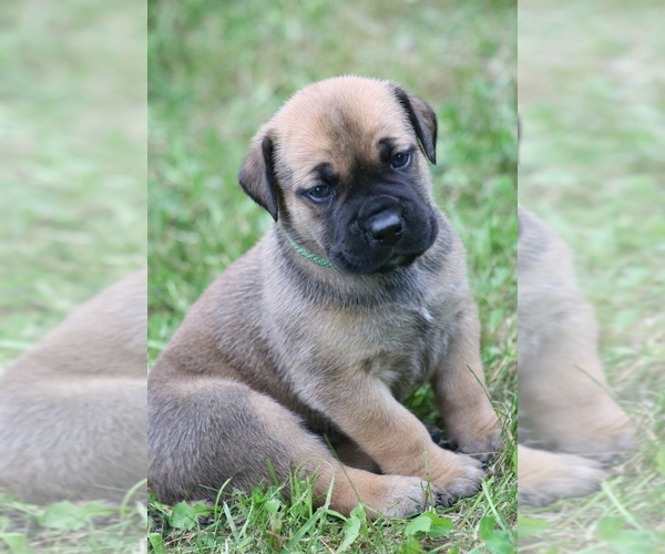 Medium Photo #4 Boerboel Puppy For Sale in WASILLA, AK, USA