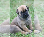 Small #3 Boerboel