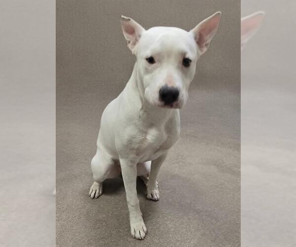 Medium Photo #1 American Pit Bull Terrier Puppy For Sale in HESPERIA, CA, USA