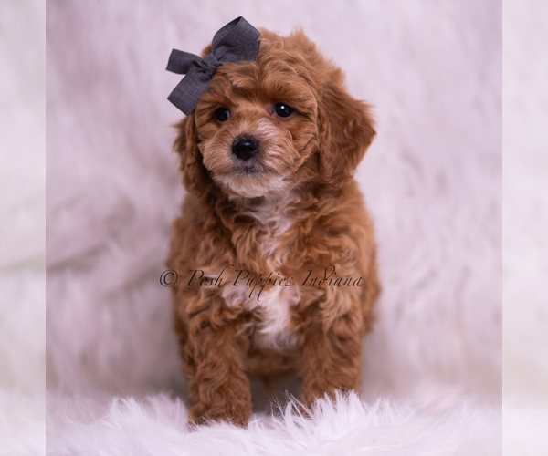 Medium Photo #3 Poodle (Toy) Puppy For Sale in WARSAW, IN, USA