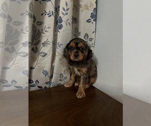 Cavapoo Puppy for sale in DURHAM, CT, USA
