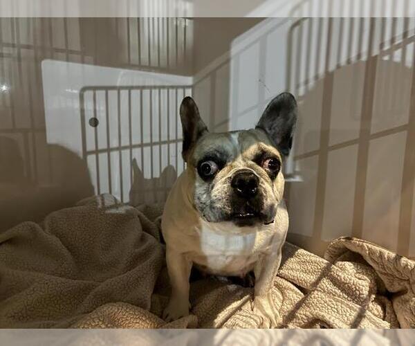 Medium Photo #1 French Bulldog Puppy For Sale in Pasadena, CA, USA