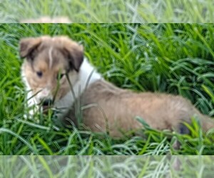 Collie Puppy for sale in HIDDENITE, NC, USA