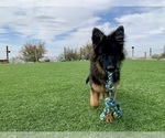 Small #31 German Shepherd Dog