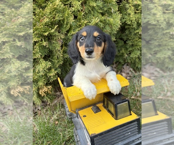 Medium Photo #1 Dachshund Puppy For Sale in MIDDLEBURY, IN, USA