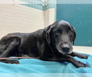 Labrador Retriever Dogs for adoption in Pasadena, CA, USA