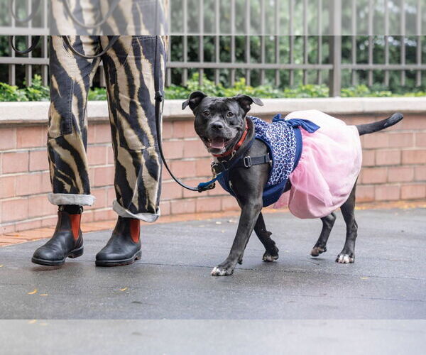 Medium Photo #4 American Staffordshire Terrier-Unknown Mix Puppy For Sale in Sayreville, NJ, NJ, USA