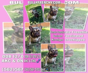 French Bulldog Puppy for sale in OJAI, CA, USA