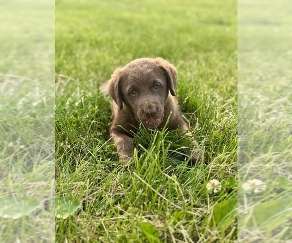 Medium Photo #6 Chesapeake Bay Retriever Puppy For Sale in DONNELLSON, IA, USA