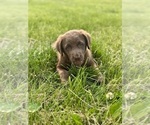 Small #5 Chesapeake Bay Retriever