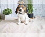 Puppy 0 Beagle-Yorkshire Terrier Mix