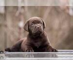 Small #11 Labrador Retriever