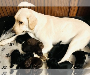 Mother of the Labrador Retriever puppies born on 06/28/2024
