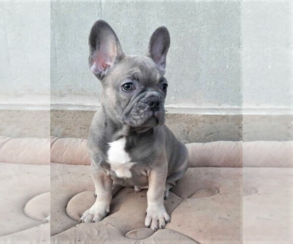 Medium Photo #1 French Bulldog Puppy For Sale in DES PLAINES, IL, USA