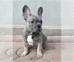 Small Photo #1 French Bulldog Puppy For Sale in DES PLAINES, IL, USA