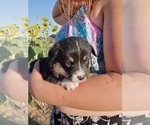Small Photo #3 Pembroke Welsh Corgi Puppy For Sale in GALLEGOS, NM, USA