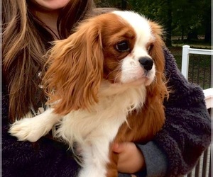 Father of the Cavapoo (Miniature) puppies born on 03/29/2026