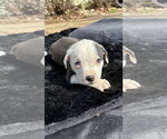 Small #8 American Pit Bull Terrier-Labrador Retriever Mix