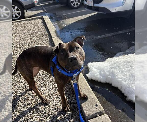 Medium Photo #1 Mutt Puppy For Sale in Boston, MA, USA