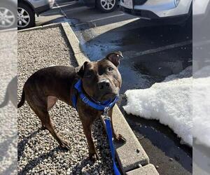 Mutt Dogs for adoption in Boston, MA, USA