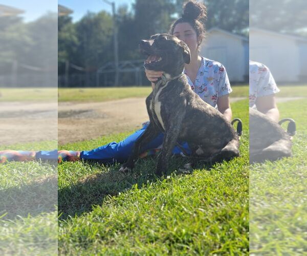 Medium Photo #9 Boxador Puppy For Sale in Orangeburg, SC, USA
