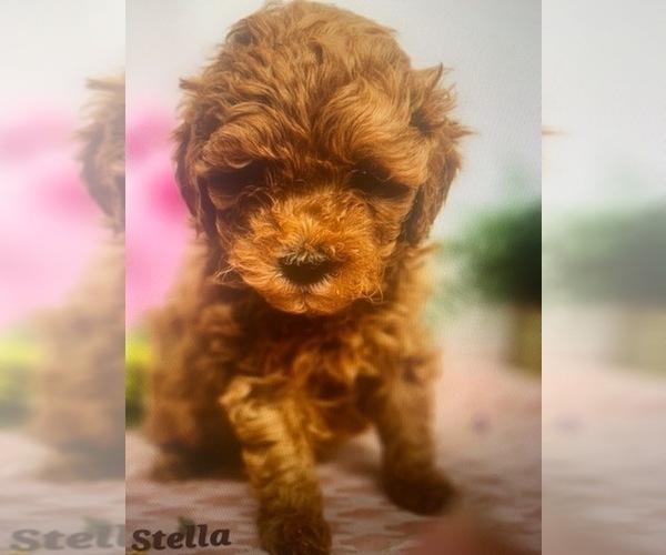 Medium Photo #3 Goldendoodle (Miniature) Puppy For Sale in PEMBROKE PINES, FL, USA