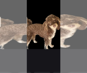 Father of the Cock-A-Poo-Cockapoo Mix puppies born on 11/12/2024